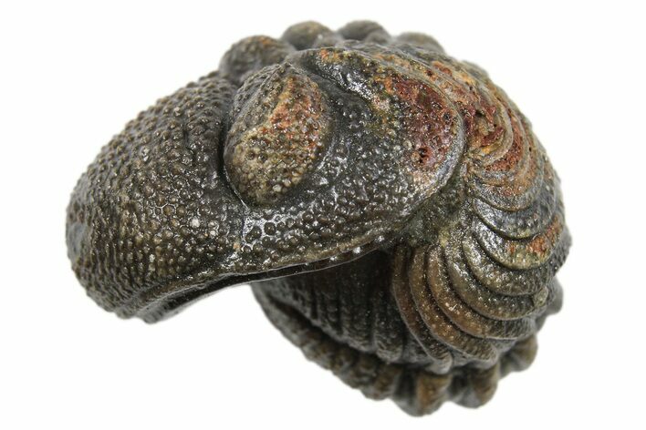 Wide Enrolled Morocops Trilobite - Morocco #296597